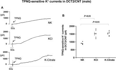 The effect of high-dietary K+ (HK) on Kir4.1/Kir5.1 and ROMK in the distal convoluted tubule (DCT) is not affected by gender and Cl− content of the diet